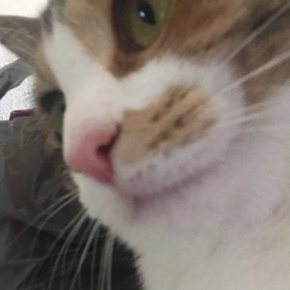 Meet your Posher, Claire